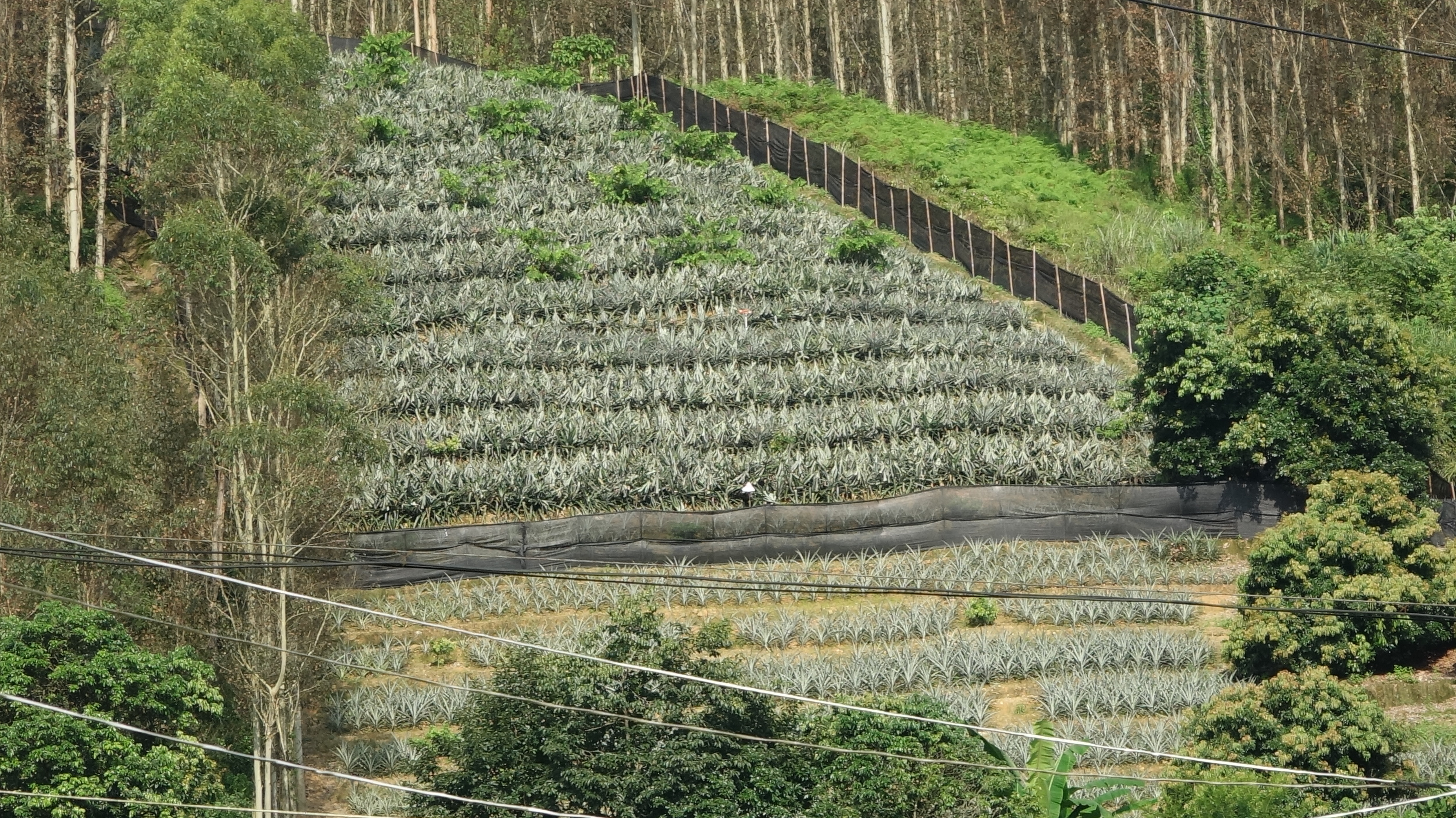 云霄菠萝产业调研影像 01