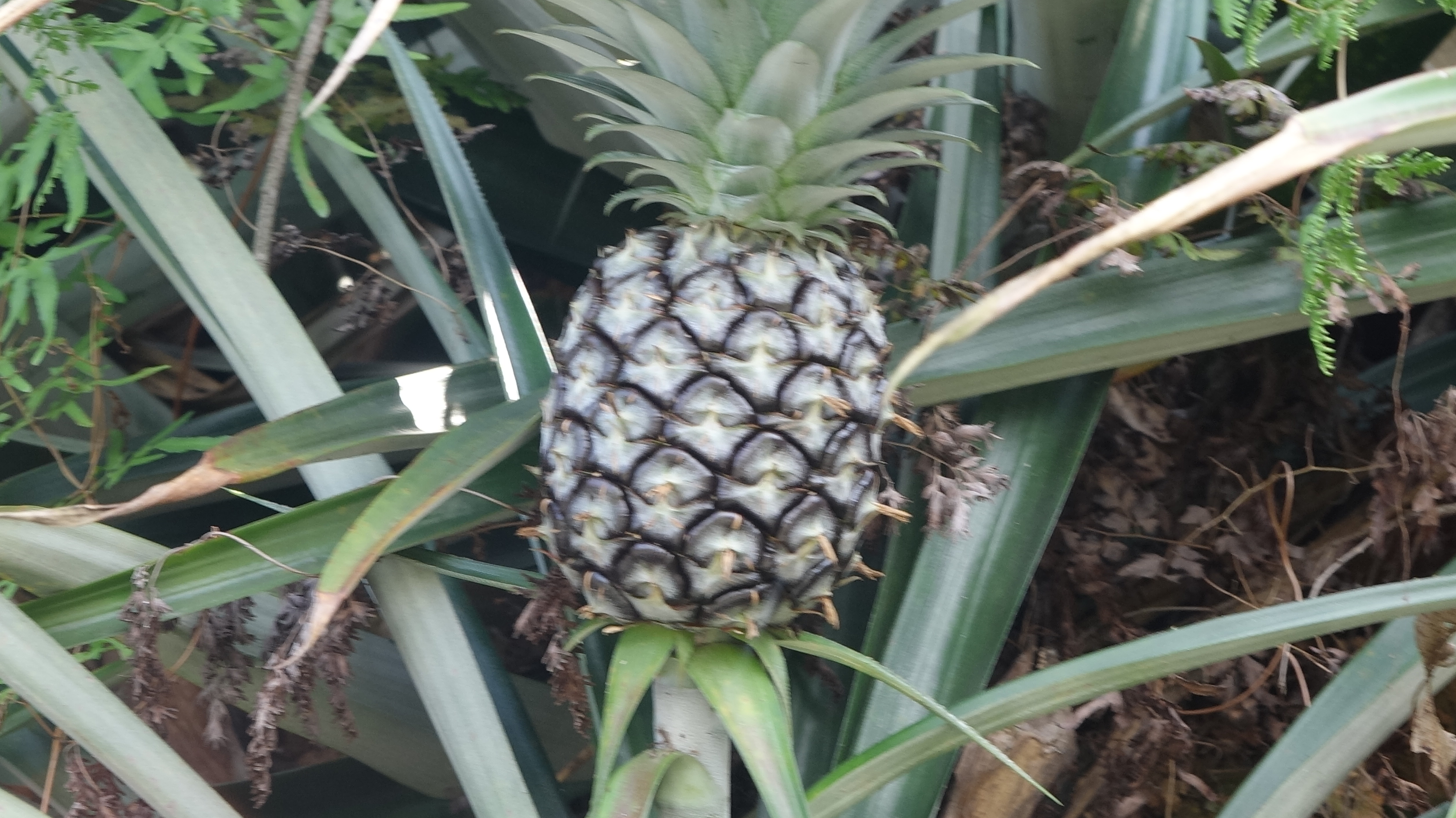 云霄菠萝产业调研影像 05
