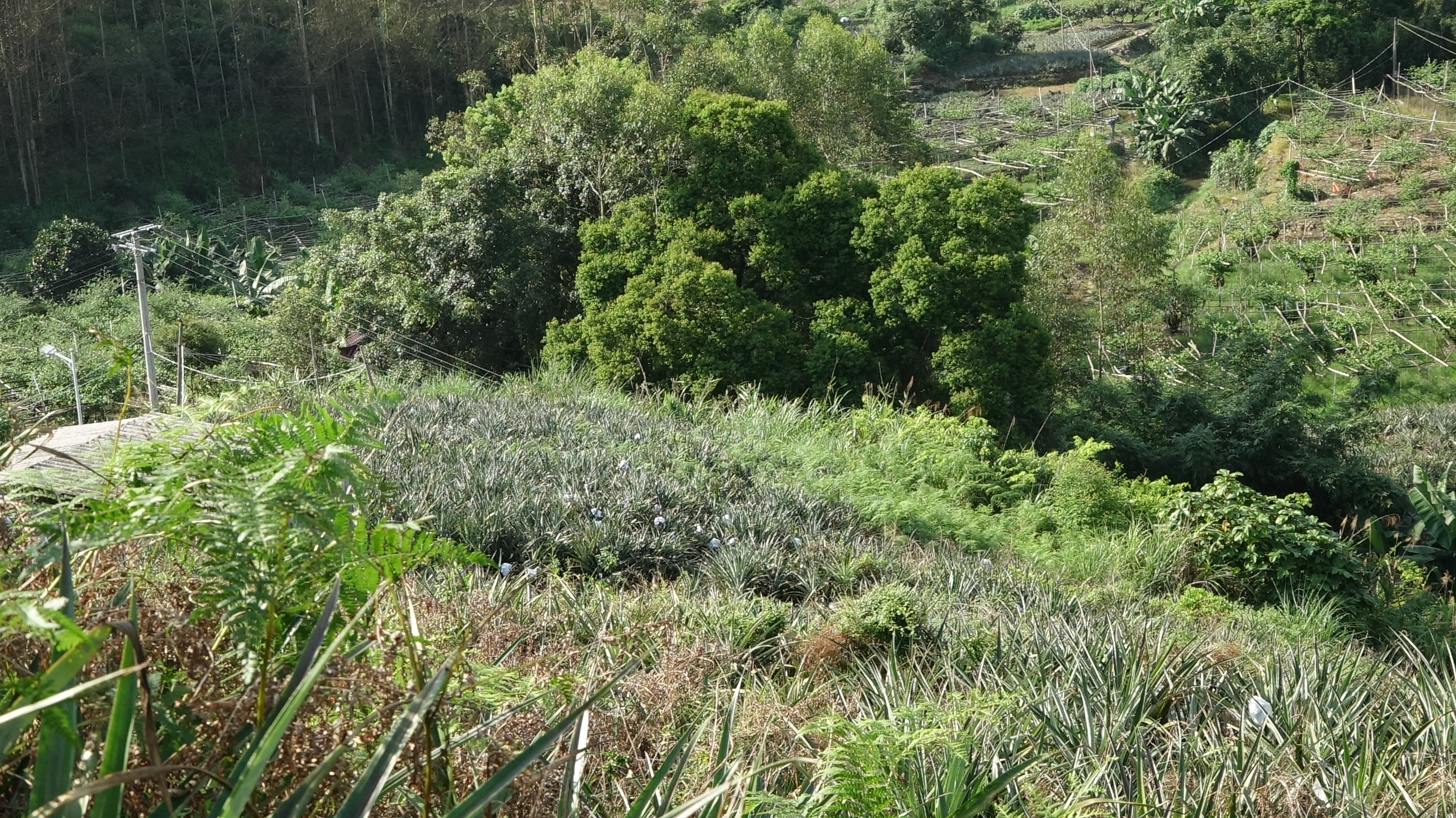 云霄菠萝产业调研影像 23